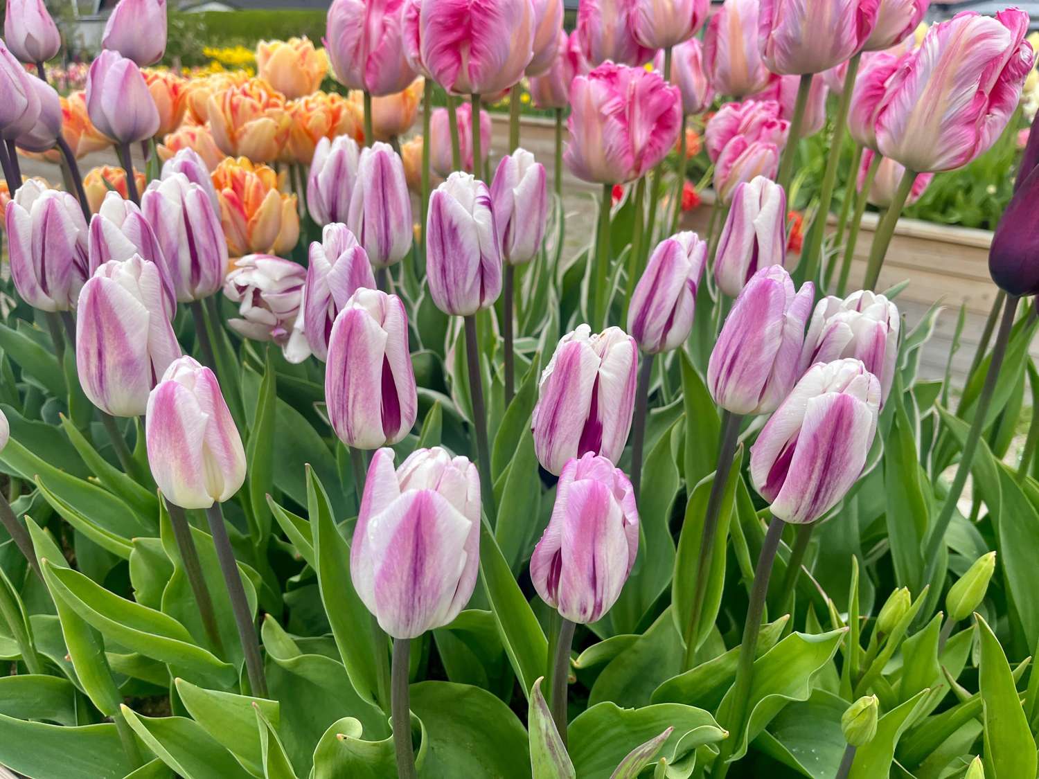 Tulipe 'Flaming Flag'